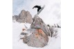 Snowboard NIDECKER SENSOR 2026